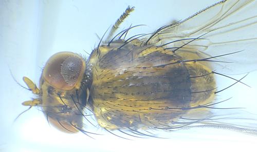 Réf. 344 497 : Minettia fasciata